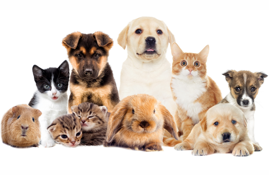Packaging Tips for Pet Food & Treat Brands in the UK